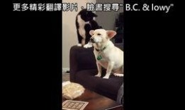 老友狗狗国语在线观看